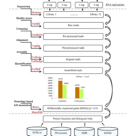 | RNA-seq pipeline. | Download Scientific Diagram