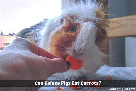 Can Guinea Pigs Eat Carrots? (Serving Size, Benefits & Hazards)