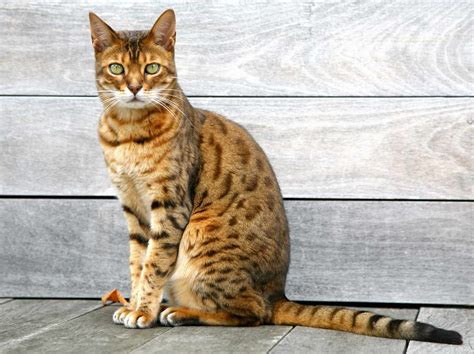 7 Hybrid Cats Breeds