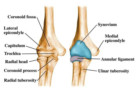 Biomechanics Test - Biomedical Engineering Abe 4813 with Elder at ...