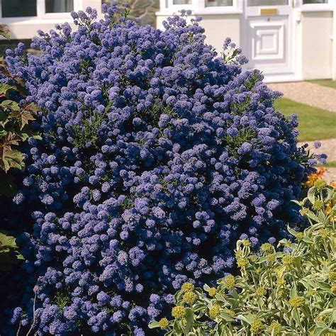 Ceanothus Puget Blue | Evergreen flowering shrubs, Evergreen shrubs ...