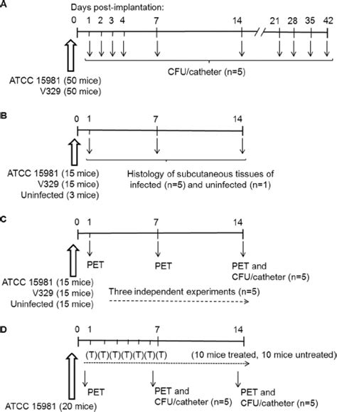 Design of the four mouse assays (A to D) performed in this work ...