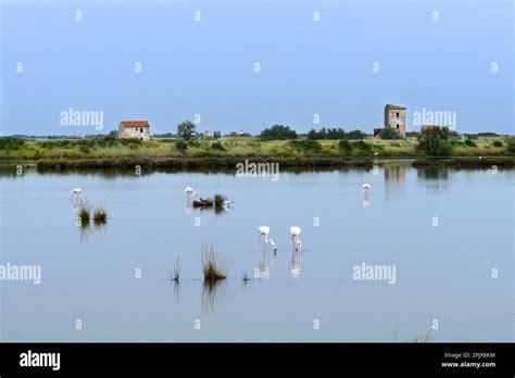 The real stars of the Cervia Salt Pans are the over 5,000 elegant pink ...