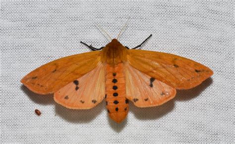 # 8129 – Pyrrharctia isabella – Isabella Tiger Moth (of th… | Flickr