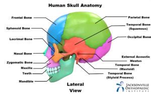 Bones of the Skull Anatomy - Jacksonville Orthopaedic Institute