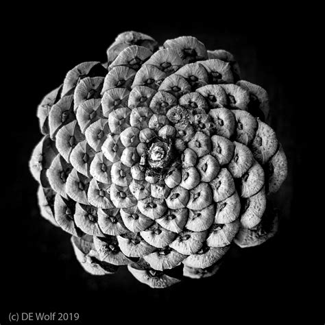 Symmetry in nature #1 – Of pine cones and Fibonacci numbers | Hati and ...