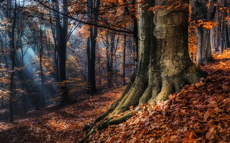 3840x2160 Resolution forest, trees, autumn 4K Wallpaper - Wallpapers Den