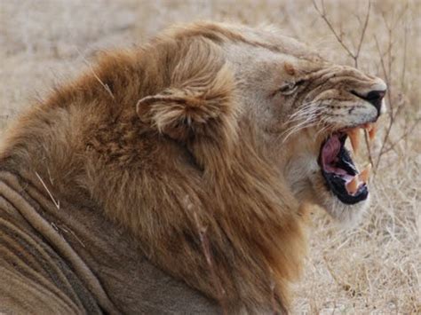 Animals Zoo Park: Lions Roaring Pics, Roaring Lion Pictures and Closeup ...