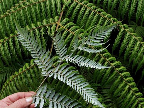 Silver fern - Wikipedia