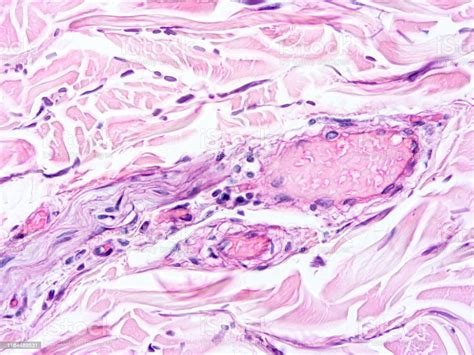 Histology Of Human Tissue Stock Photo - Download Image Now - Anatomy ...