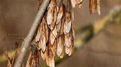 Ash Trees: Types, Bark and Leaves - Identification Guide (Pictures)