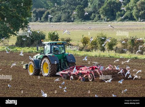 Black headed gulls in autumn / winter plumage following a John Deere ...