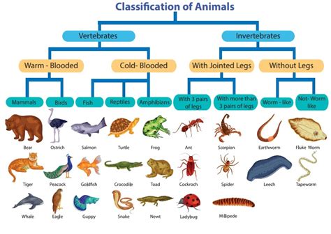 Top 118+ How can we classify animals - Merkantilaklubben.org