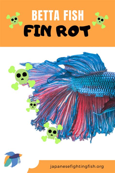 Betta Fin Rot Guide: Symptoms & How to Treat (Proven Cures)