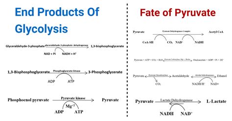 End Products Of Glycolysis and Fate of Pyruvate