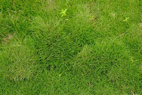 Zoysia matrella - Manillagrass - New York Plants HQ