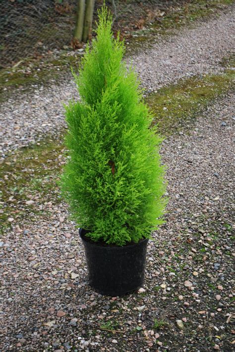 Cupressus Wilma | Emerald Plants