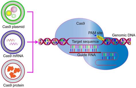 Nanoparticle Delivery of CRISPR/Cas9 for Genome Editing – Vijay Chandru