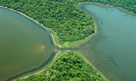 The Pantanal: Saving the world’s largest tropical wetland | Projects | WWF