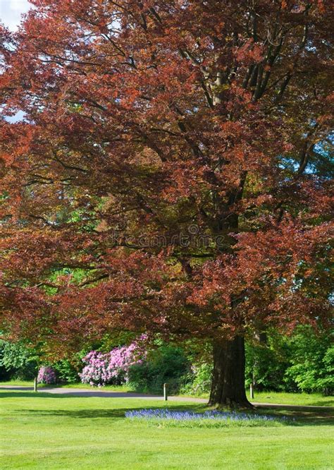 Copper beech tree stock photo. Image of park, spring - 43222062