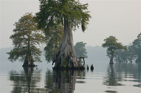 Great Dismal Swamp | NCpedia