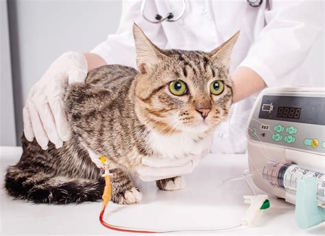 FELINE LEUKEMIA VIRUS (FeLV)- Modern Vet