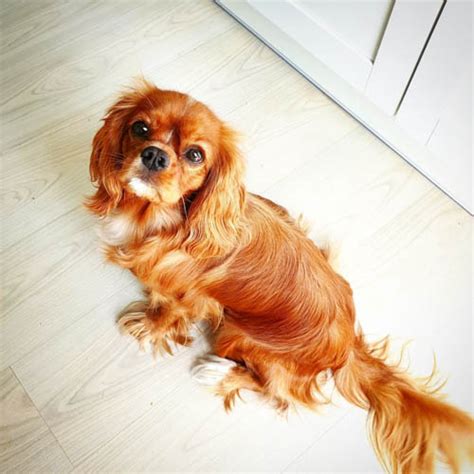 Cavalier King Charles Spaniel Dog Colors: A Complete List of All 10 ...