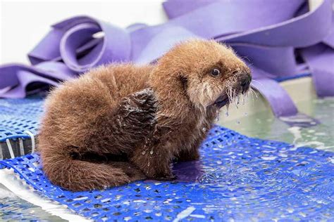 Sea otter pup reunited with mom in cutest video - SFGate