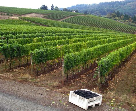 EcoTours of Oregon Day Tours / Pinot Patrol Wine Tours - Travel Oregon