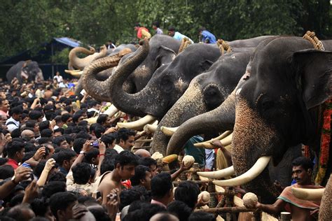 several elephants with long tusks standing in front of a crowd at an ...