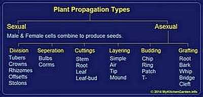 How To Propagate Plants : Propagation From Cuttings, Leaves, In Water ...