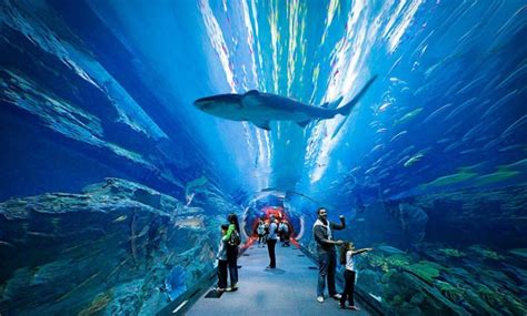 The Lost Chamber Aquarium Dubai, Atlantis Dubai Aquarium, Aquarium ...