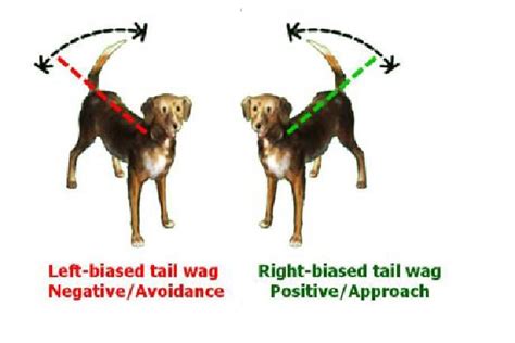 3 Dog Body Language Signs That Are Easily Misinterpreted