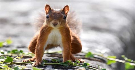 Can Squirrels Die From Falling? - Learn About Nature