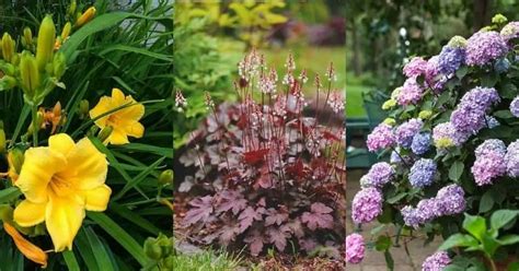 20 Perennials For Shade That Bloom All Summer (With Pictures)