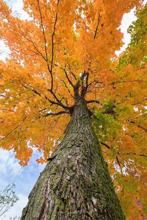 How to Grow and Care for Sugar Maple Trees | Gardener’s Path