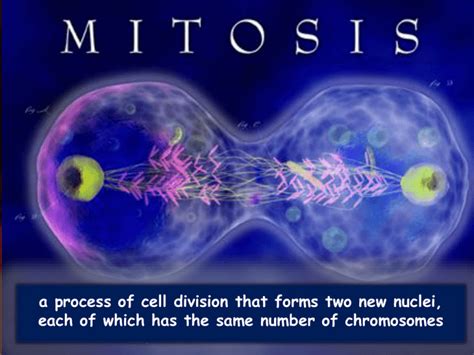 Ppt Mitosis Dan Meiosis Powerpoint Presentation Free Download Id - Riset