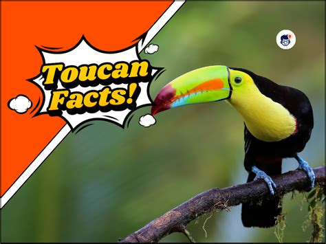 19 Fascinating Toucan Facts: You Need to Know