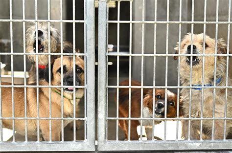 Inside the overcrowding crisis at L.A. animal shelters - Los Angeles Times