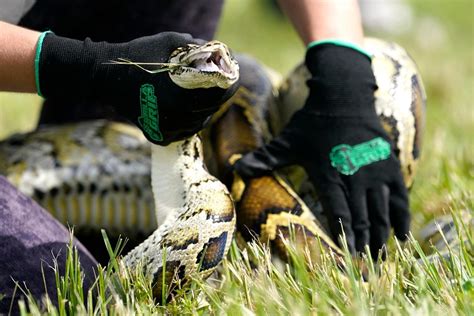 Registration opens for annual Florida Python Challenge