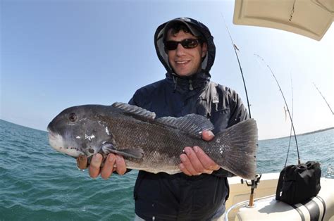 Spring Time Tautog Fishing