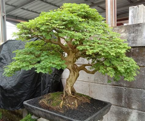 The Most Expensive Bonsai Tree Ever Sold Probably Cost More than Your ...