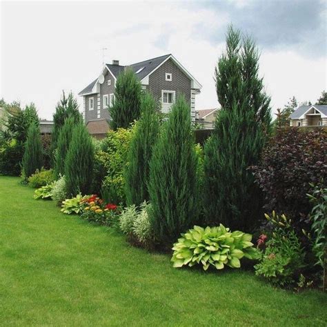 Simple Backyard Privacy Trees Simple Ideas | Home decorating Ideas