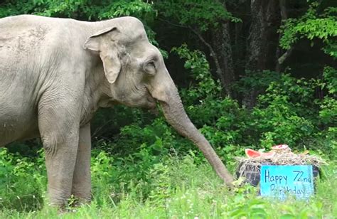 Elephant Sanctuary in Tennessee Provides Refuge for Captive Elephants