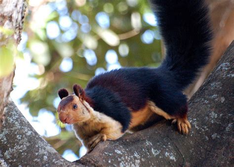 The News For Squirrels: Squirrel Facts: The Indian Giant Squirrel