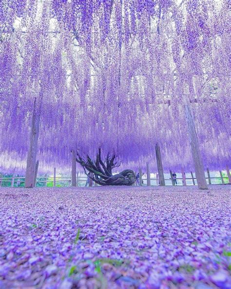 Wisteria Tunnel Kawachi Fuji Gardens In Kitakyushu Japan#fuji #gardens ...