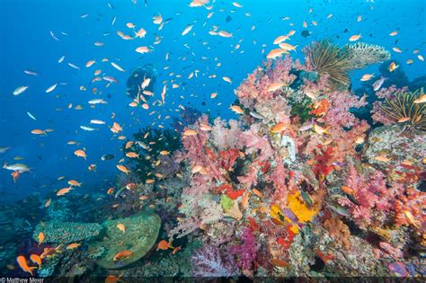 Fiji: A Tour of the Coral Capital’s Finest Dive Sites