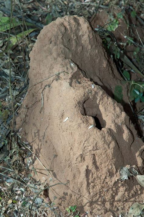 Mound-building Termites in Red Center NT Australia Stock Image - Image ...