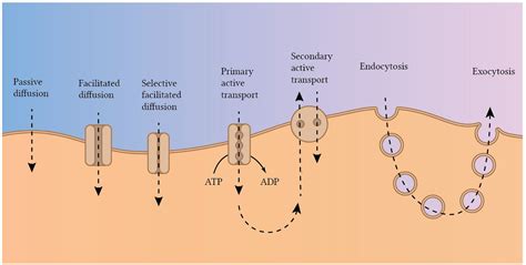 What Is Active Transport In Cell Physiology - Transport Informations Lane