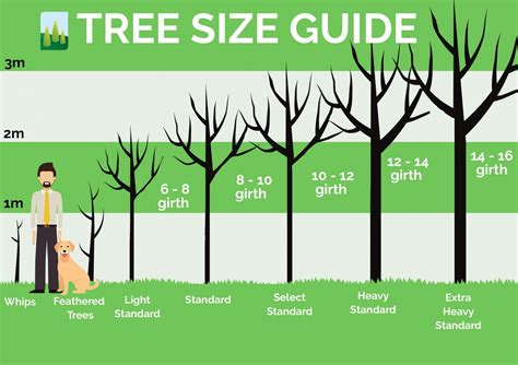 Tree Sizing Chart